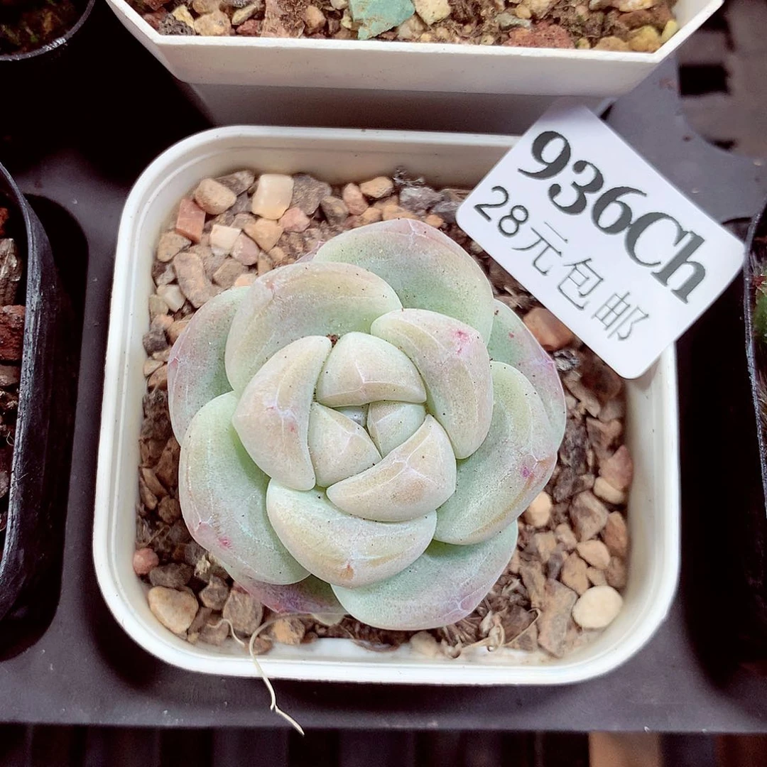 5厘米盆精控多肉936