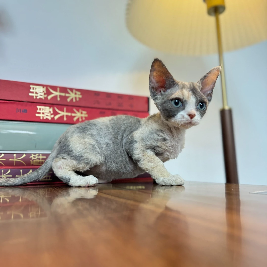 【兰特家德文】【活体】蓝三花德文卷毛猫