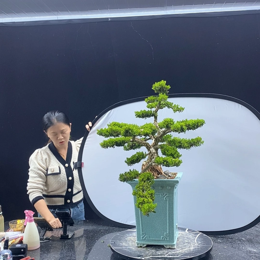 无花朵黄杨盆景艺术