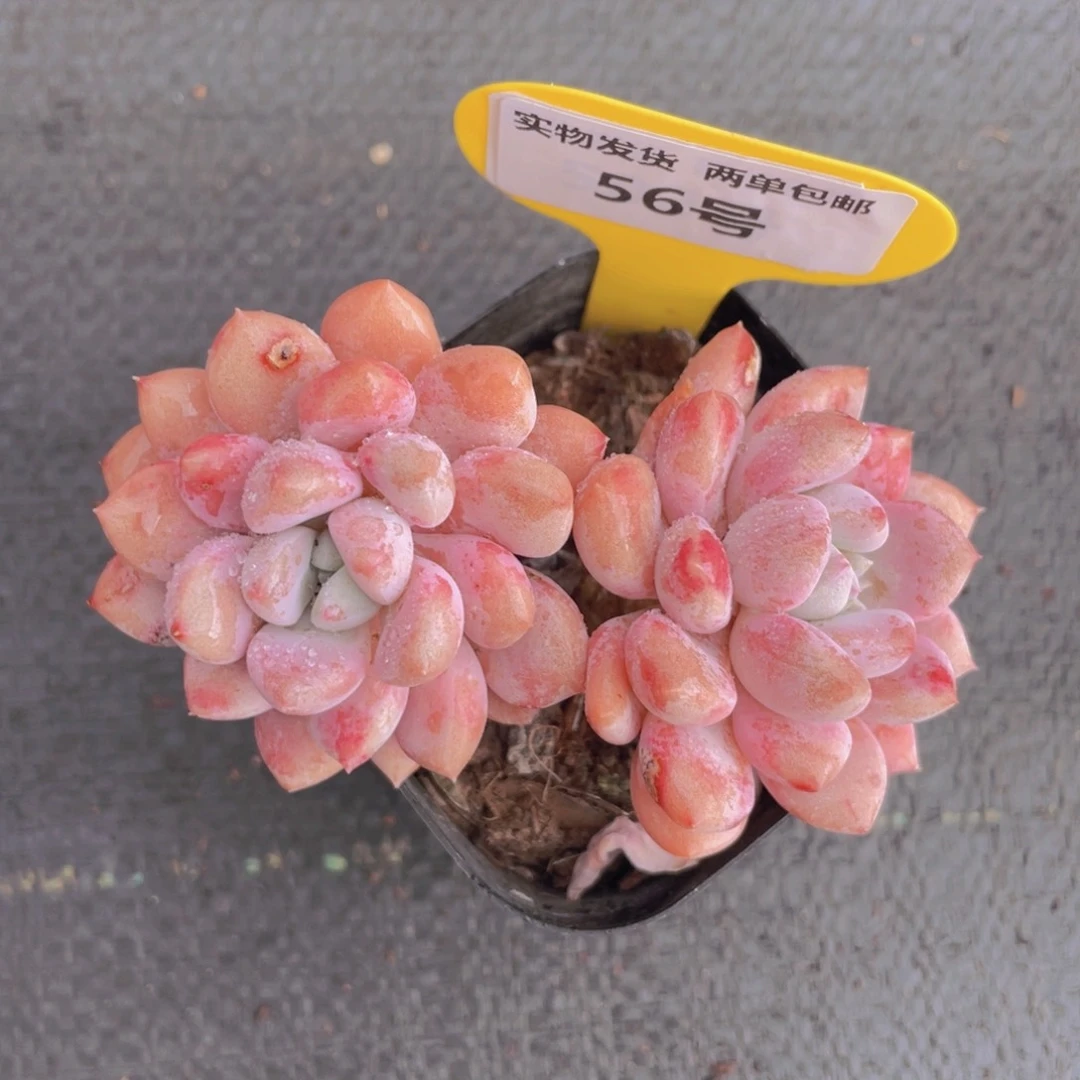 56号白鹭双头老桩一个