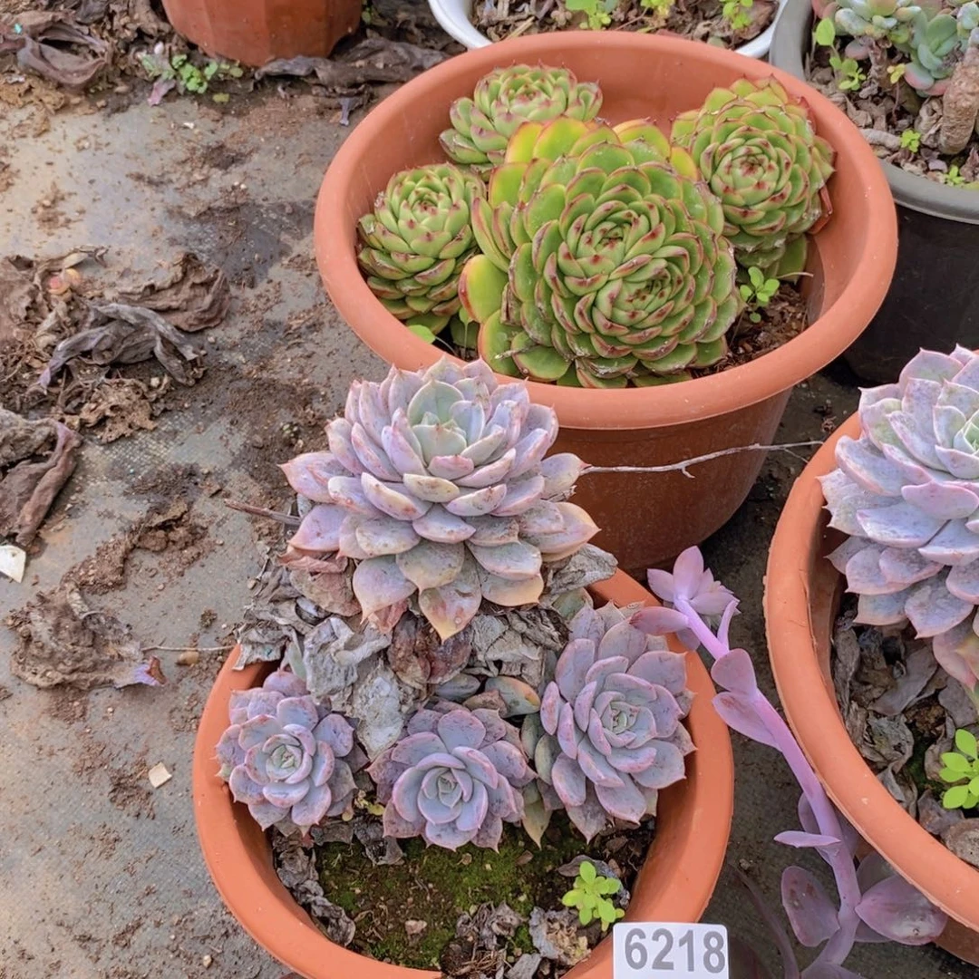 6218紫悦老桩一物一拍