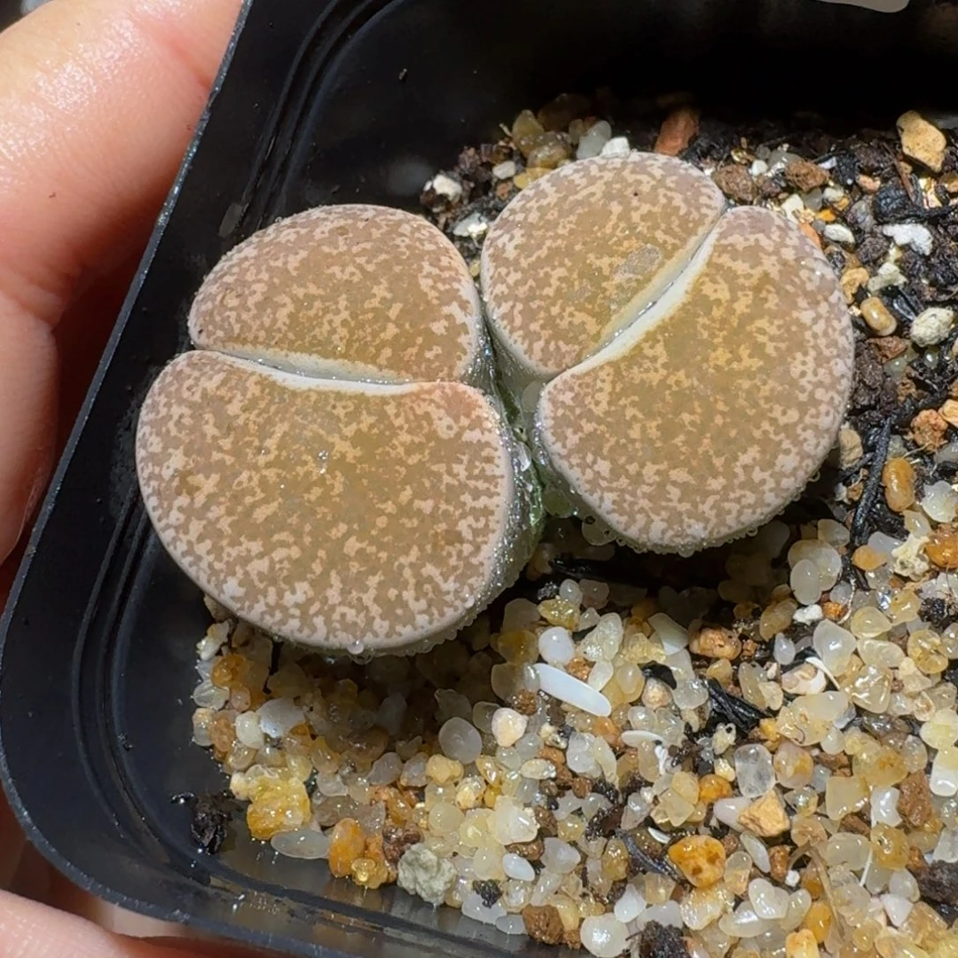 绝绝绝绝子生石花3139