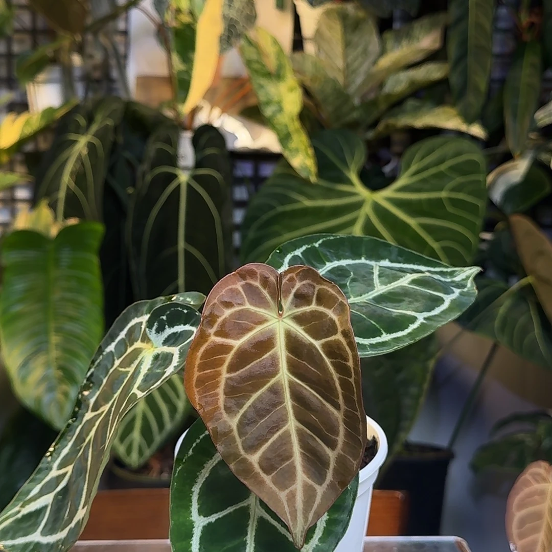 完全开放W188极致小钻石杂撕裂纹