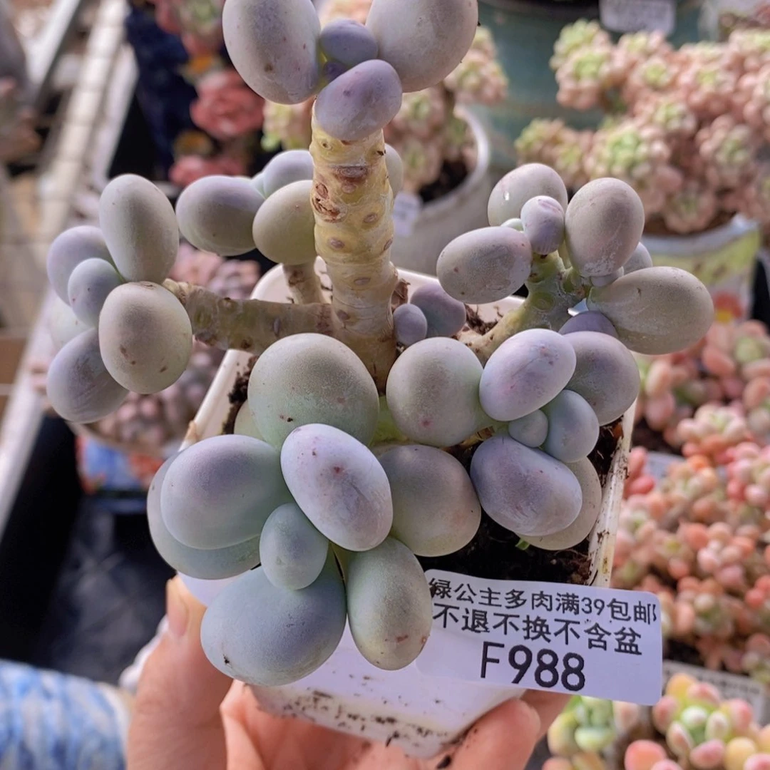 芭比奶洛老桩10cm988多肉植物