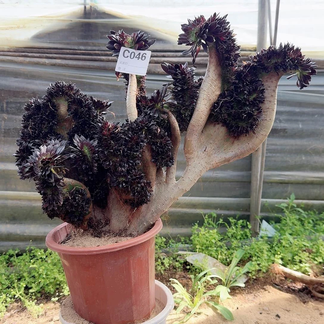 046黑法师一颗有伤