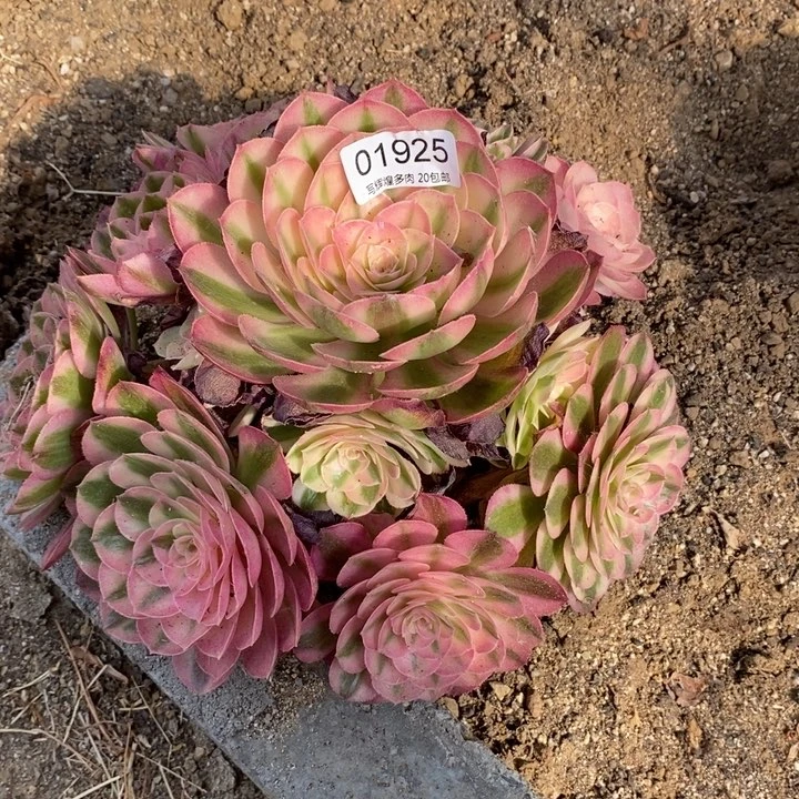 01925荔枝多肉植物