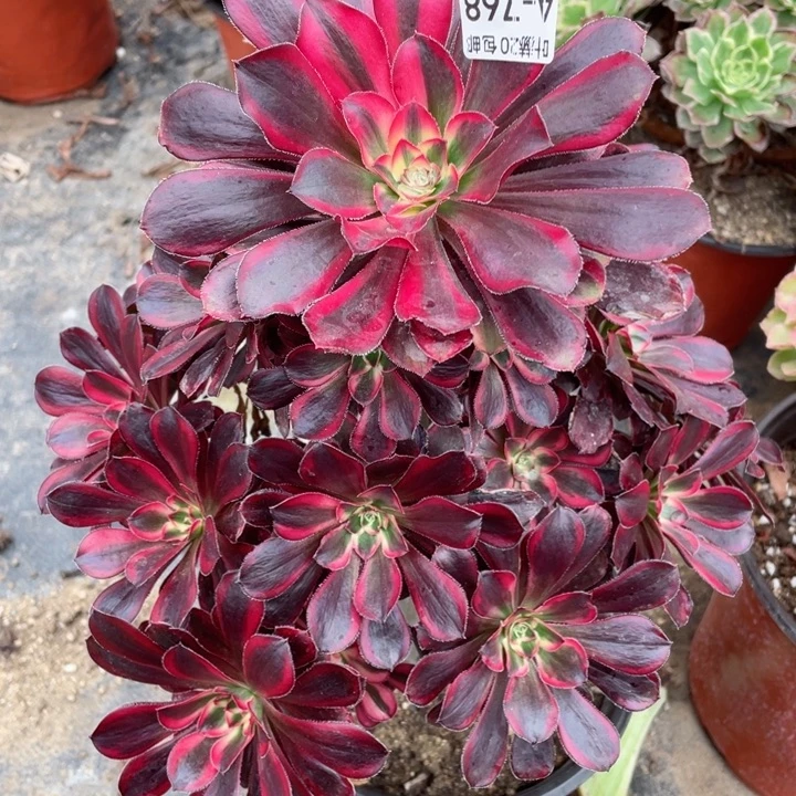 768香多肉12344678多肉