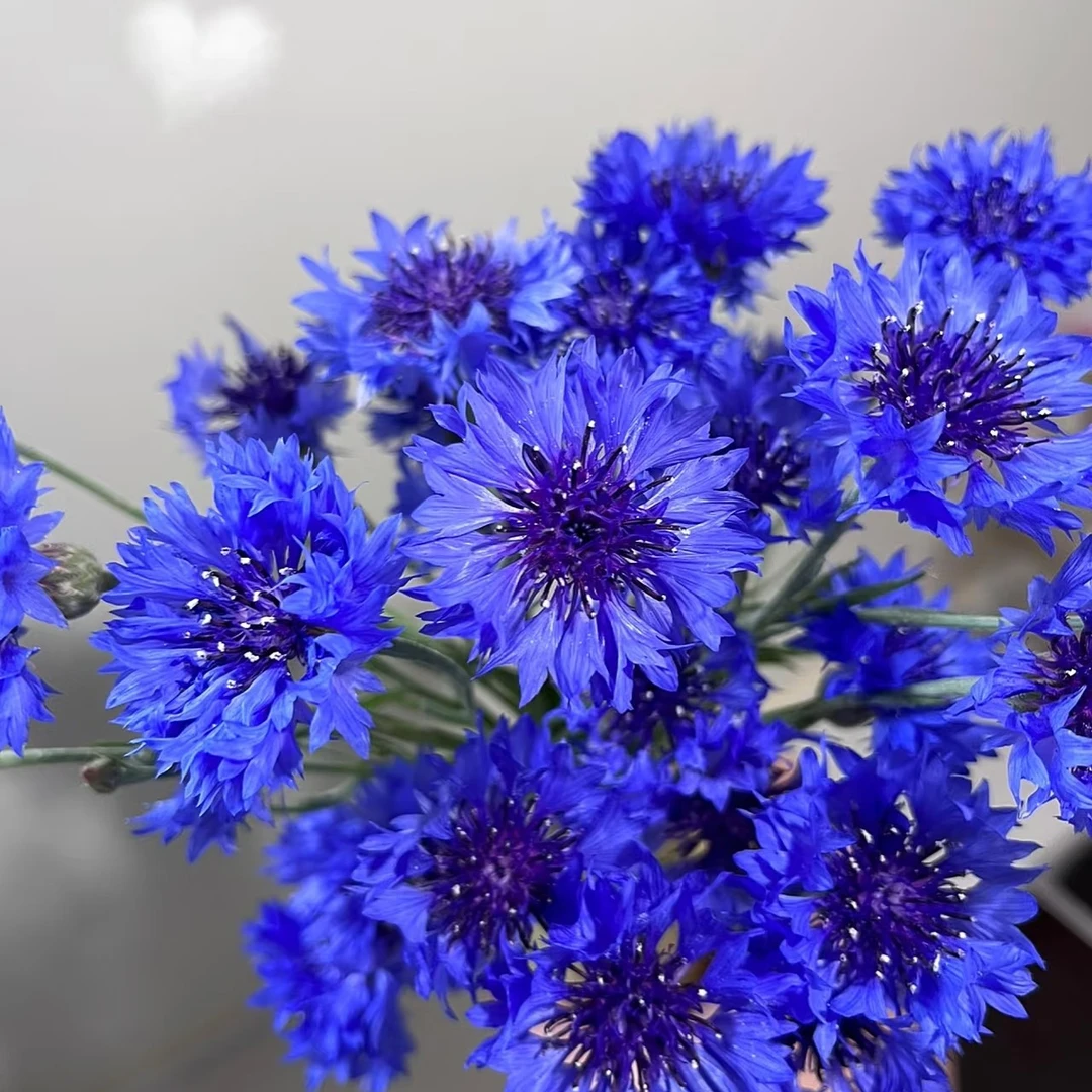 【矢车菊、翠菊】季节限定心醉灵动小花（店内任意三单包邮）