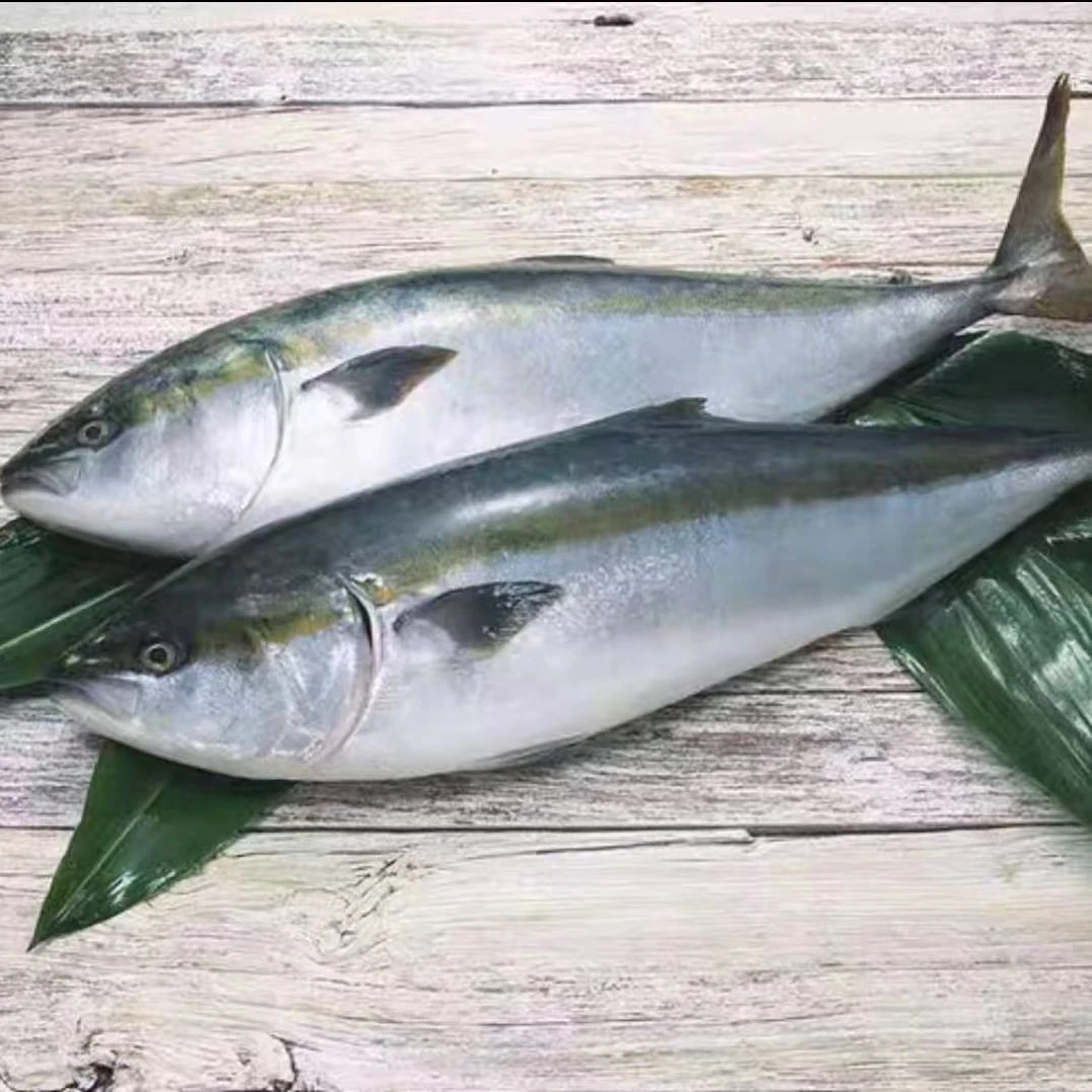 海捕黄金鲅冷冻鲜活黄金鲅