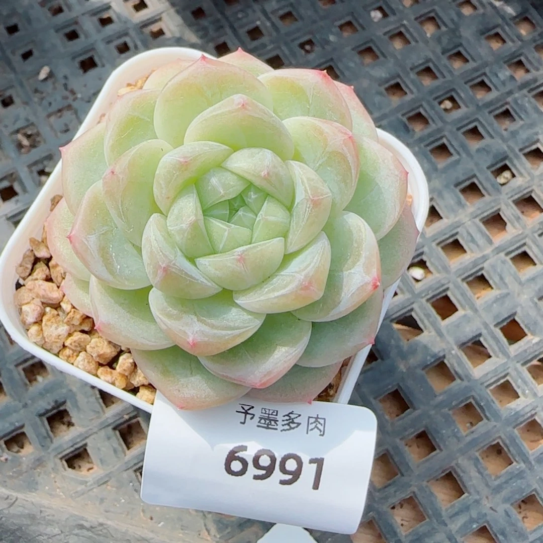 白财，6991多肉植物