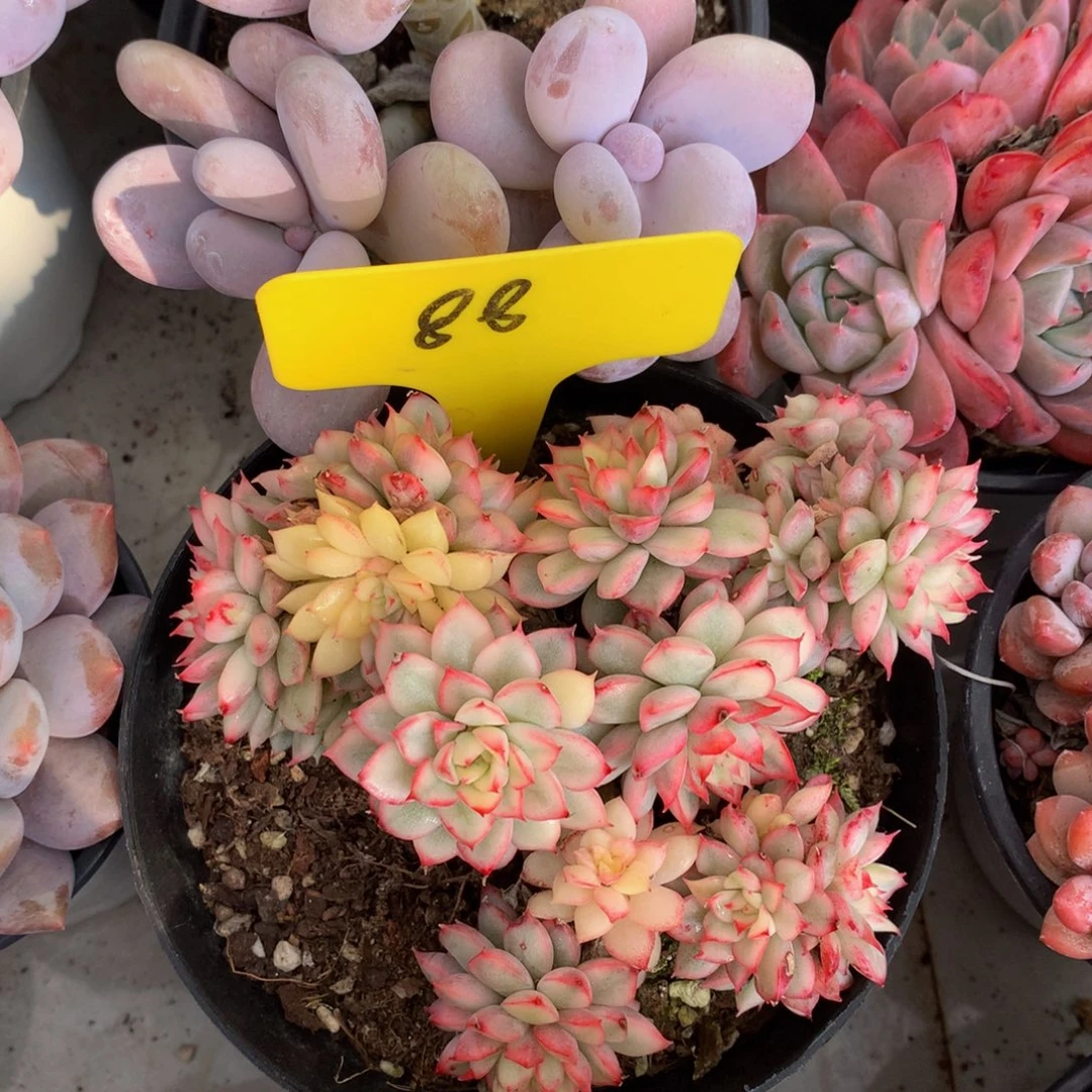 女雏锦727277272273727