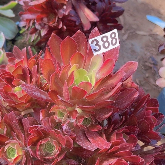 五**璃多肉植物一个