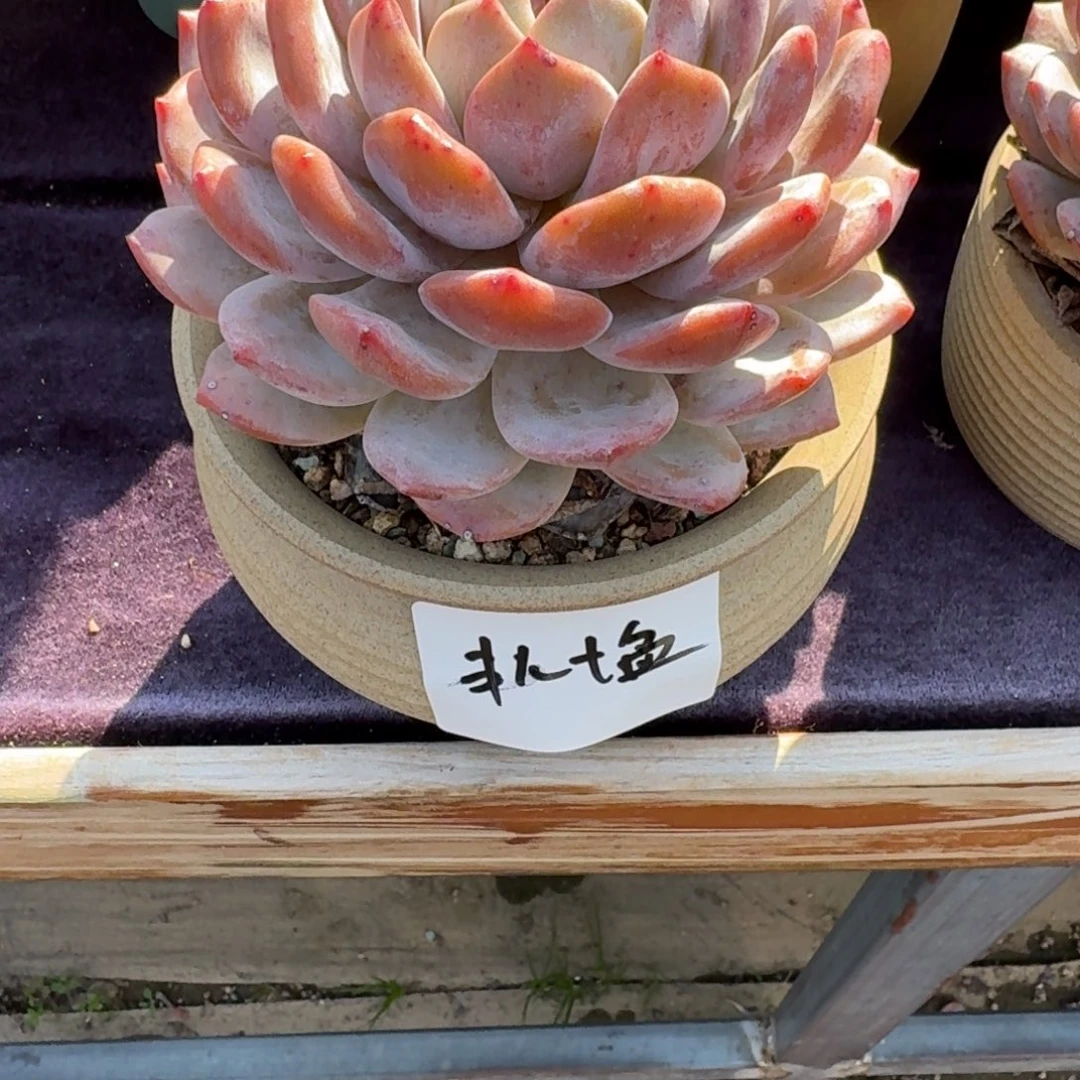 丰***儿换大盆，带盆发货。