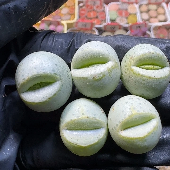 生石花111111。  鱼嘴干疤。   208