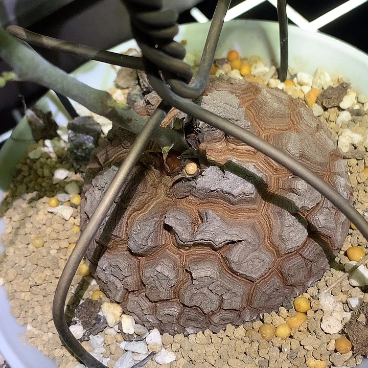 精品多肉植物精品多肉
