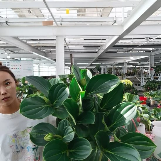 用***0完全开放8花苞玫红