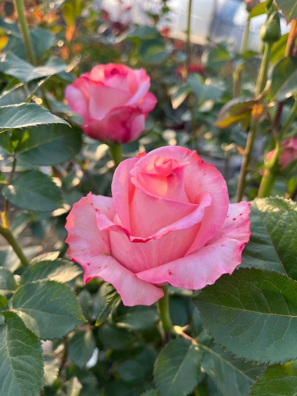 粉衬裙，粉色大花，颜值高特别丰花