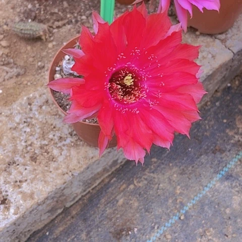 感**你仙人掌彩草A096摘花脱土发货