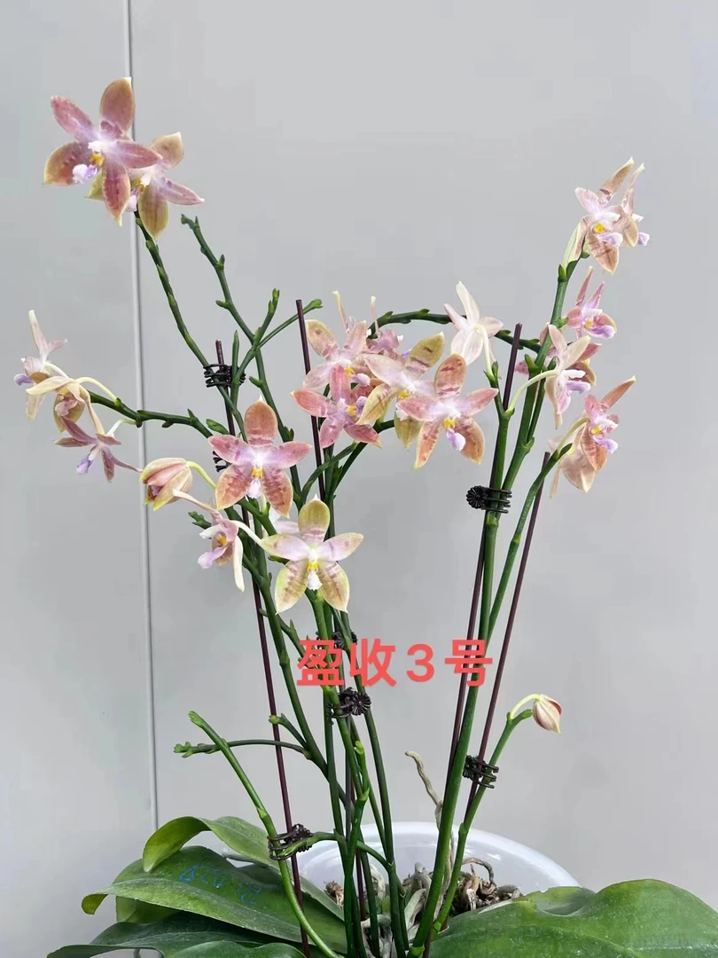 【盈收兰园】M229“盈收3号”1.7寸  少根 鲜花绿植