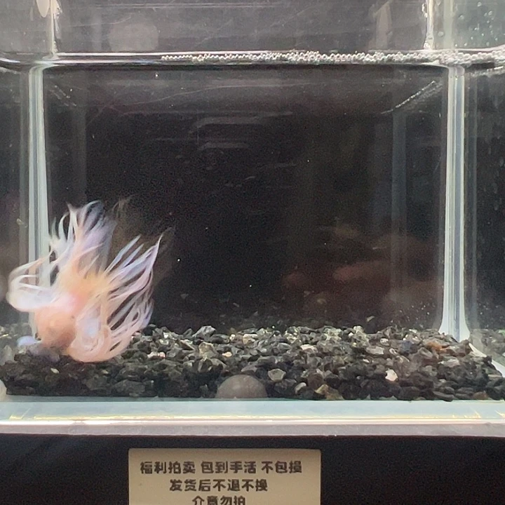 斗鱼一单包邮5日26