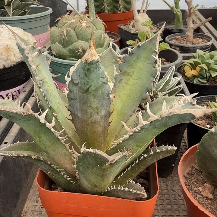 红猫仁王冠13龙舌兰