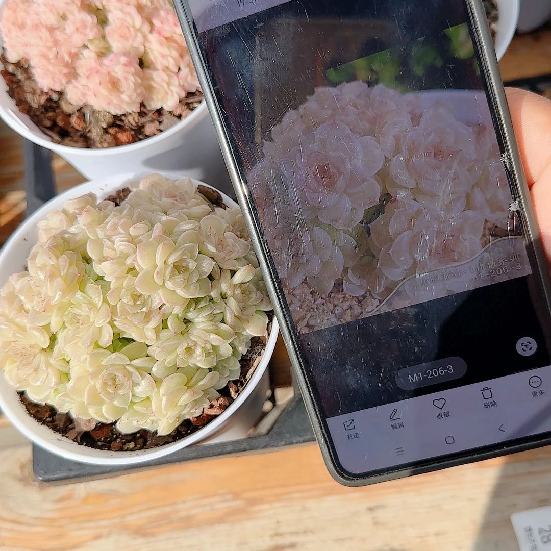 红***桃0102-41（m1-206-3）优选多肉