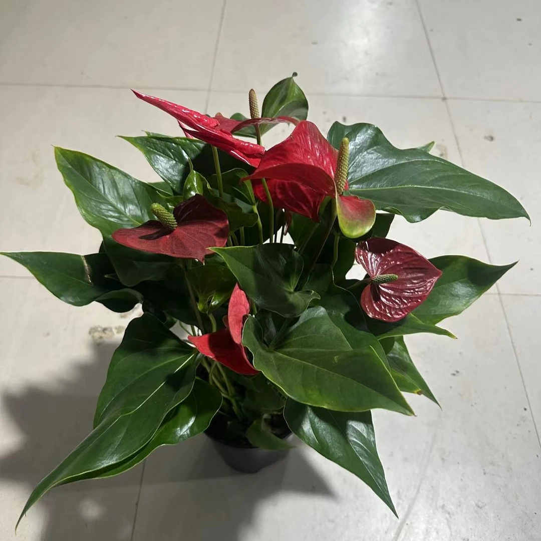 大叶红掌  室内盆栽