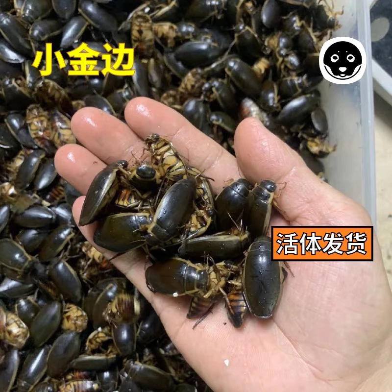 鲜活小金边龙虱东北特产活体新鲜现捉射尿龟水龟子知了猴速冻烧烤
