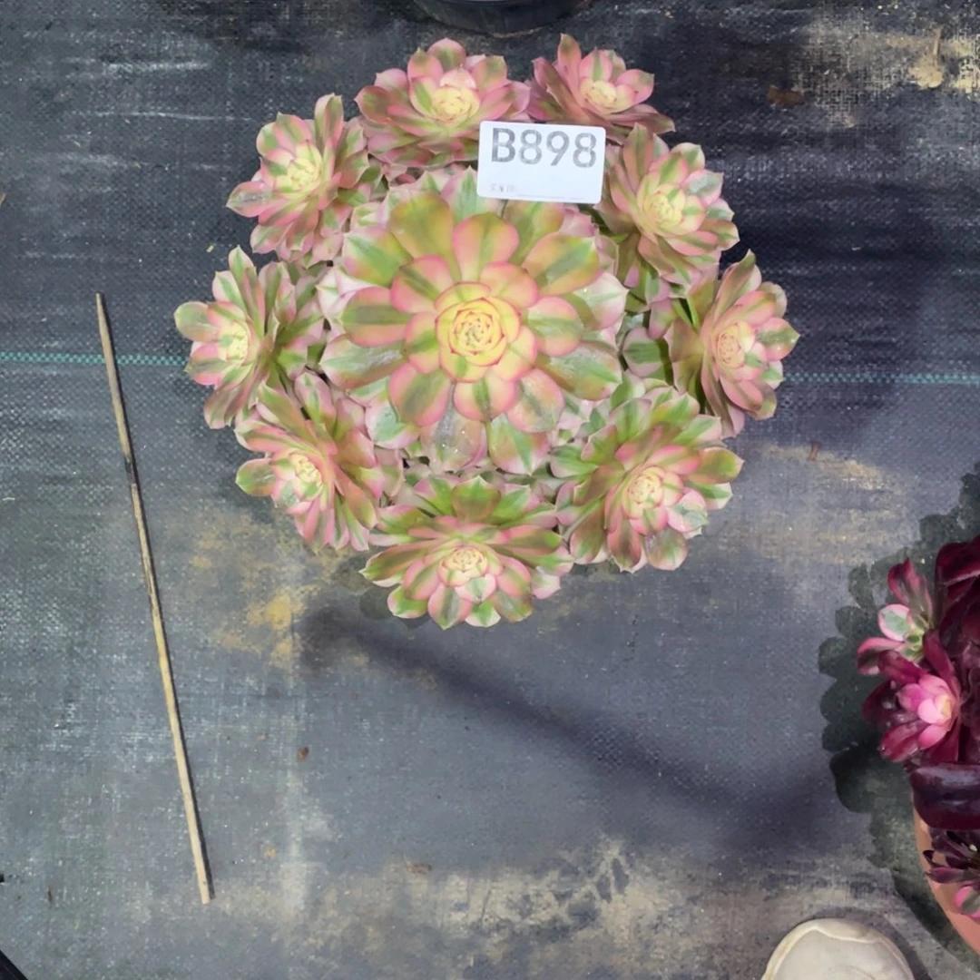 一***光倾城法师。     898