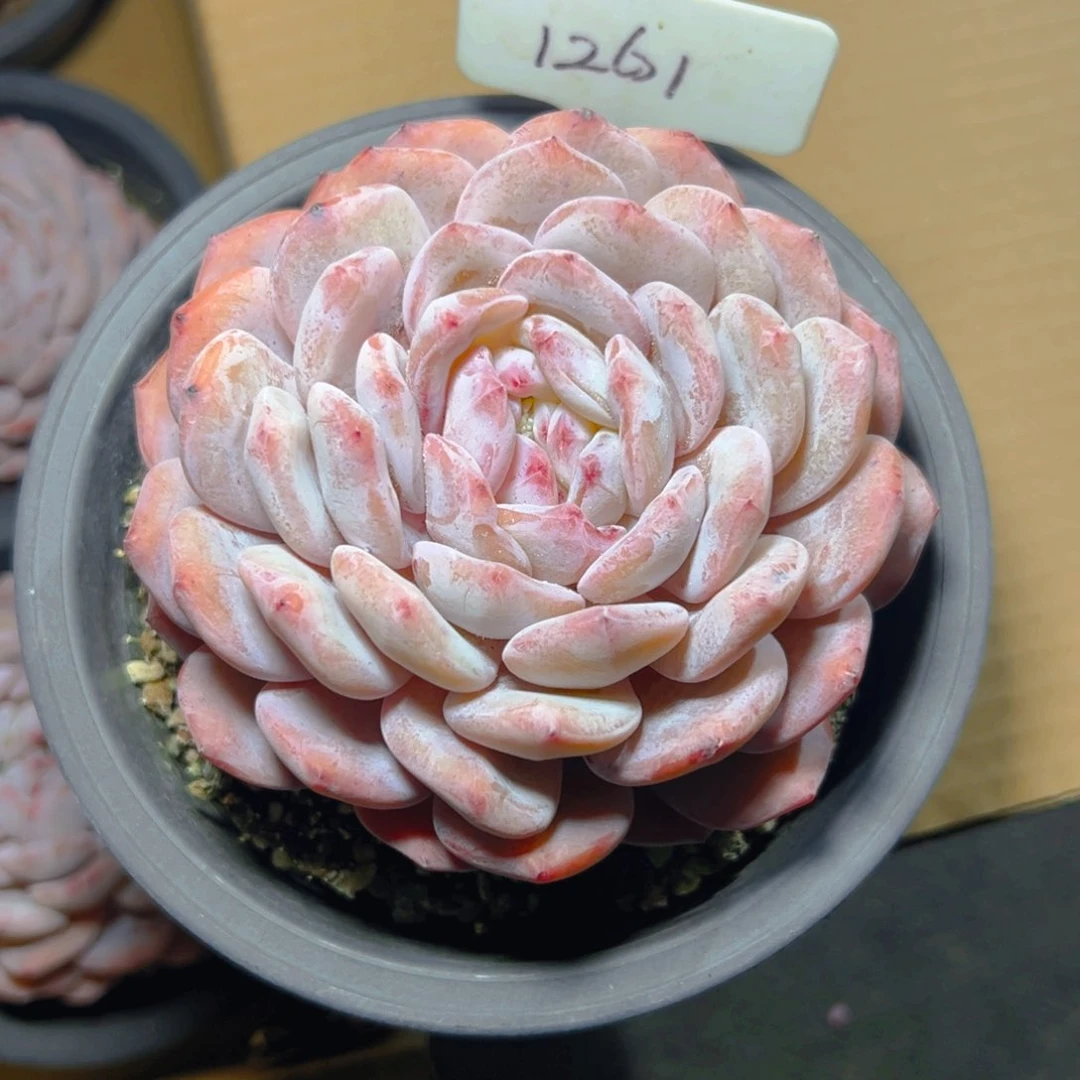 ?*啾韩橙12公分左右1261号