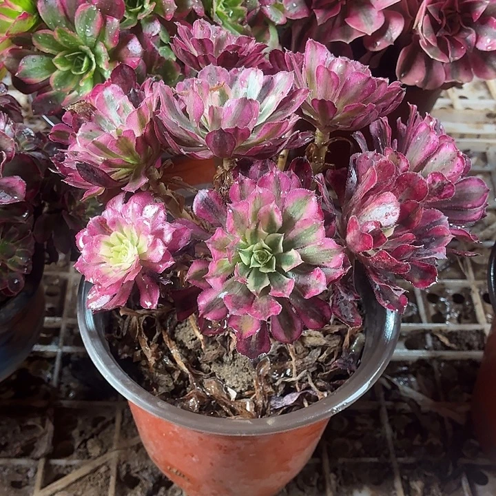 红铜白小棵一棵拼单福利