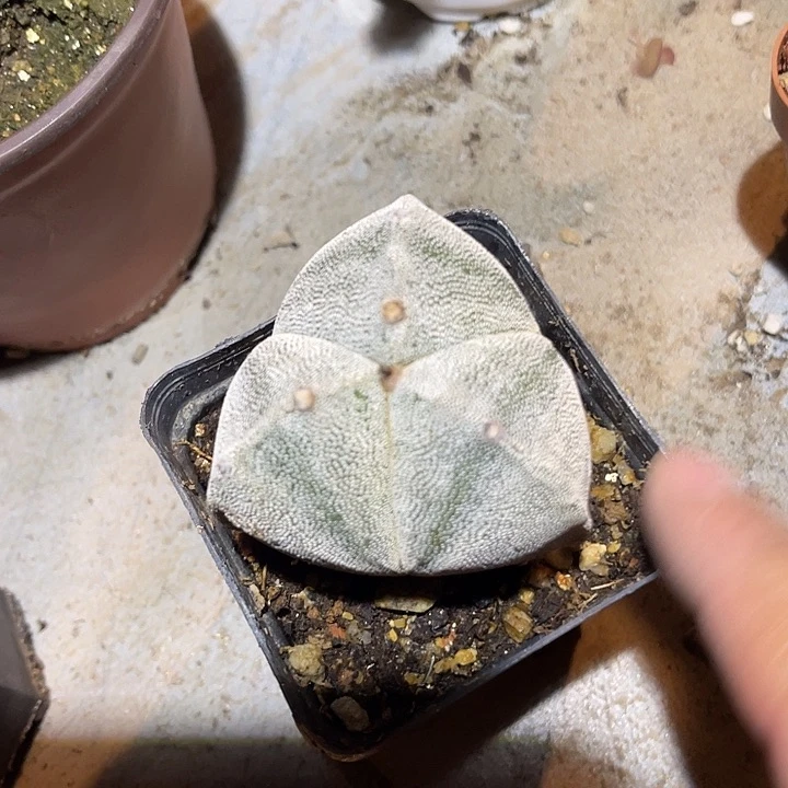 满38包邮2天凑单，脱土晾根发货多肉植物三角鸾凤玉