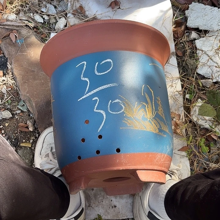 花盆紫砂紫砂的花