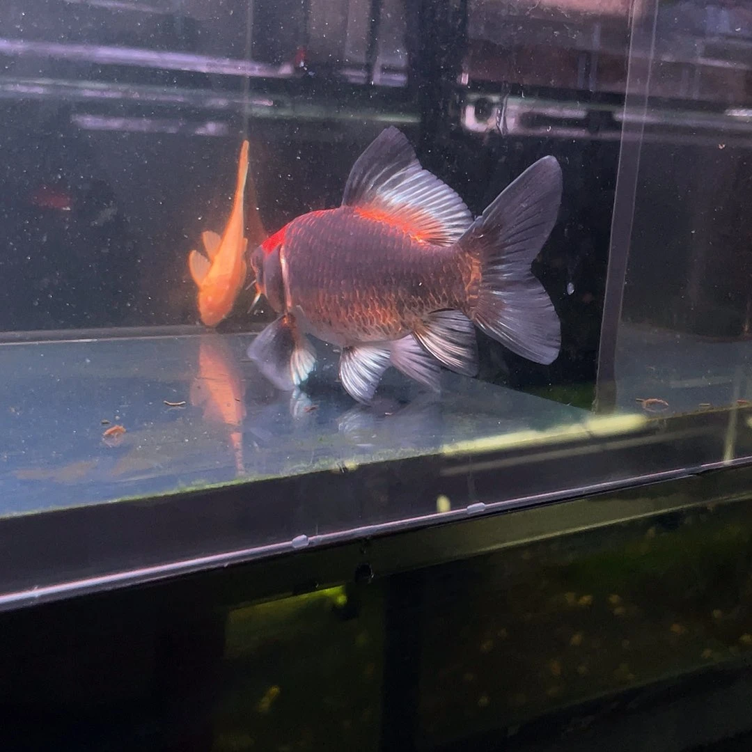 蝴蝶鲤肥*小缸4号