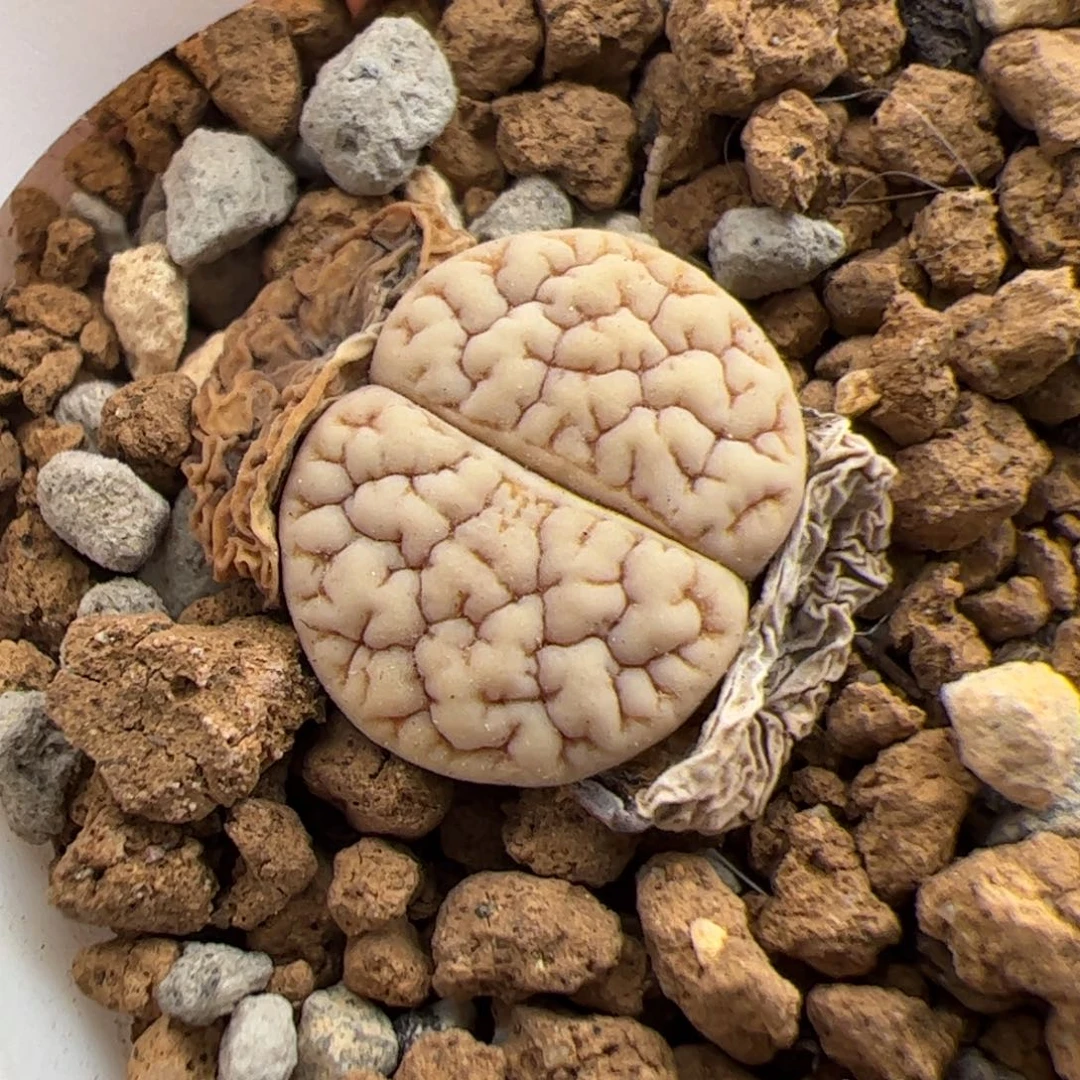 0975号 189 蛙后 多肉植物