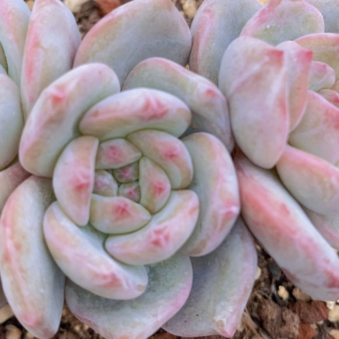 雨****?52号星影0000