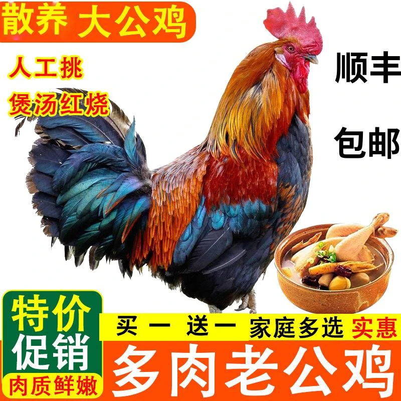 【买一送一】沂蒙山农场散养黑脚黑凤大公鸡顺丰 包邮 包冰率不含冰