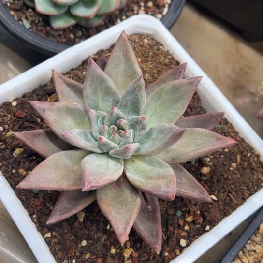 红灵魂 杂 夏鸣园艺