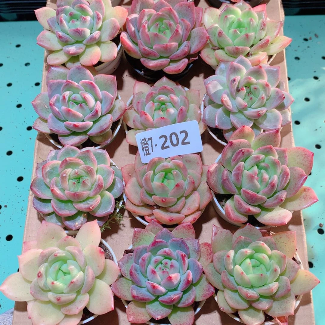 7-202一物一拍多肉带盆18颗