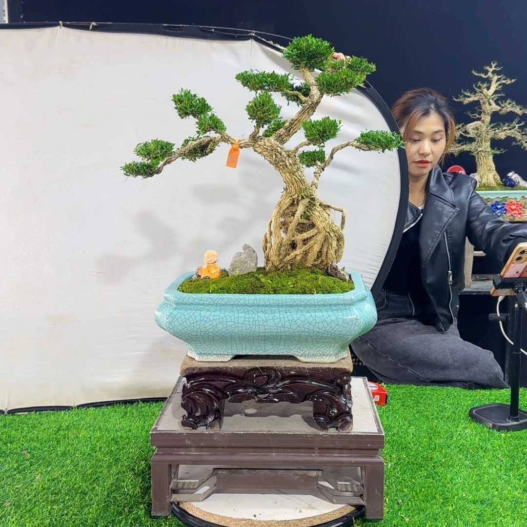 当前无花朵，栽培后可花朵