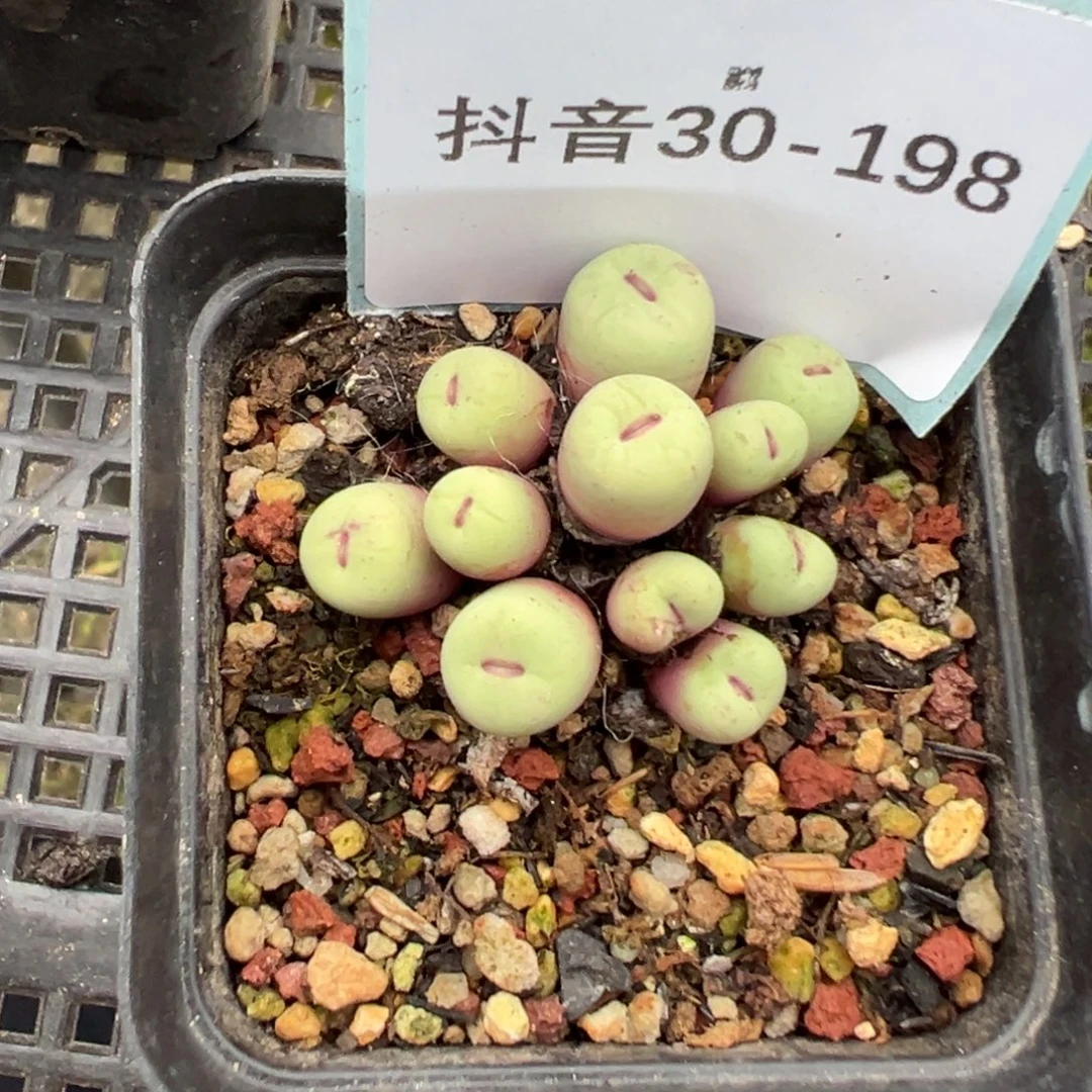 佛***怀30-198肉锥多肉植物，