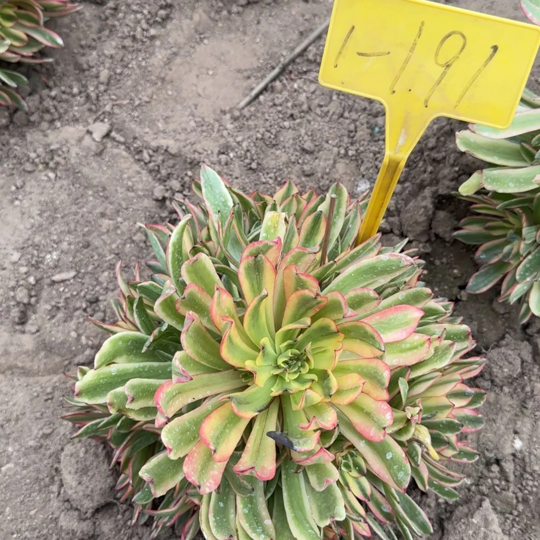 1-191-+多头多肉植物