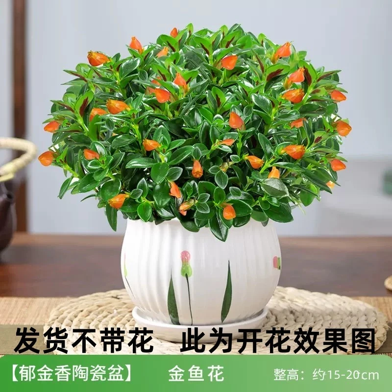 四季金鱼花吊兰盆栽室内绿植花卉多肉植物绿萝发财树好养吸甲醛