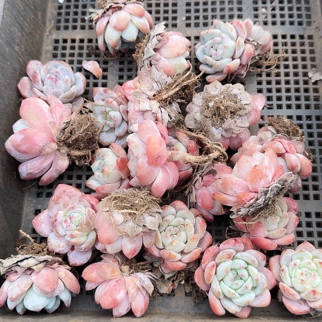 文*一筐小精品果冻橙多肉