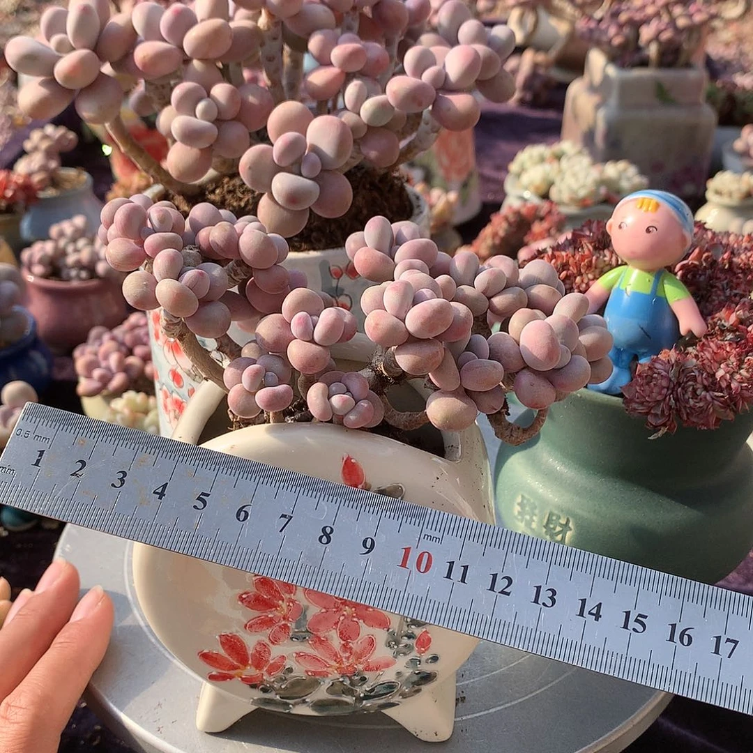 蓝***鱼60号带盆偏远地区不包邮的