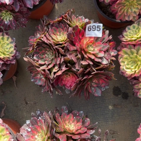 璐*695烟花朵朵多肉，