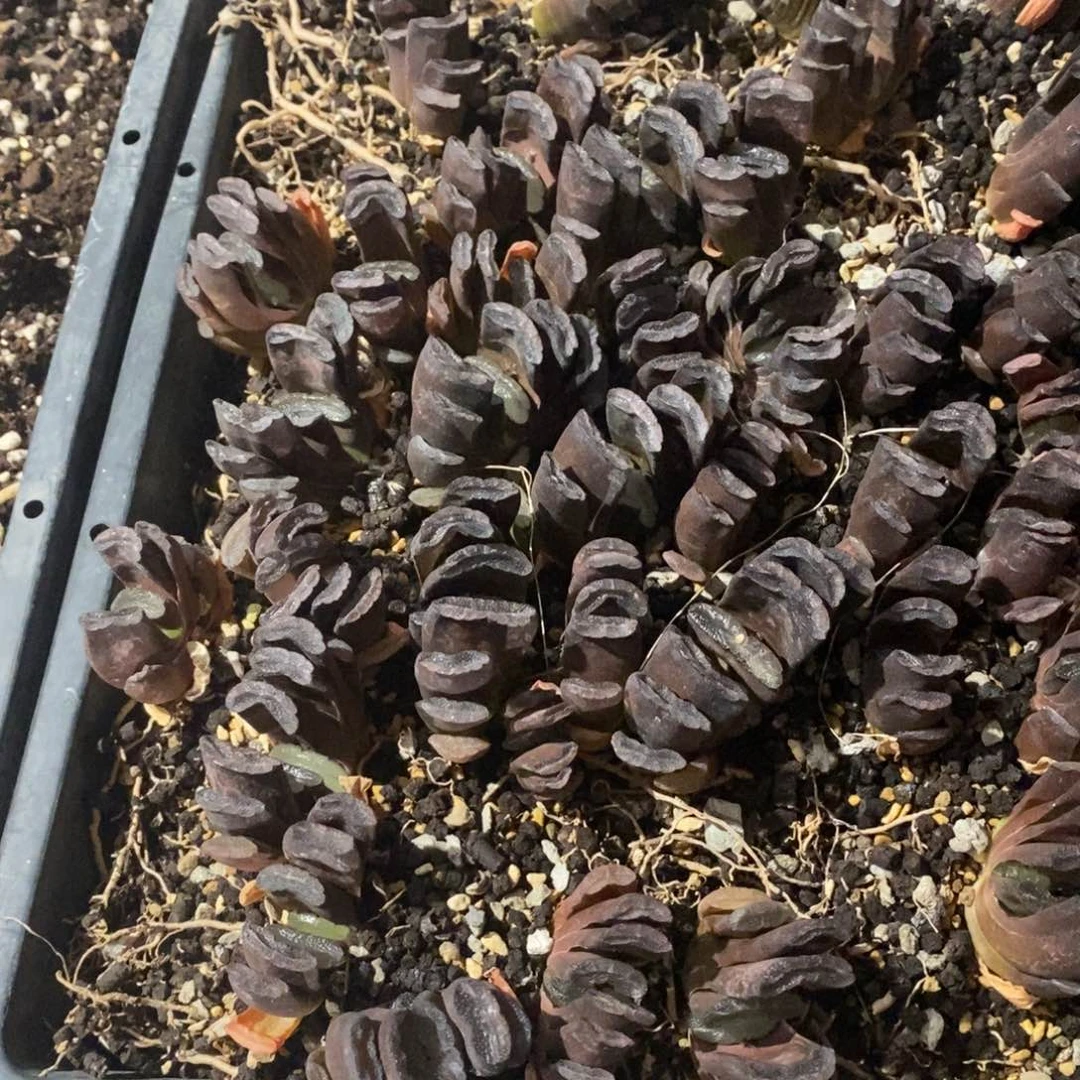 2134 一颗玉扇 有锦基因 超级福利