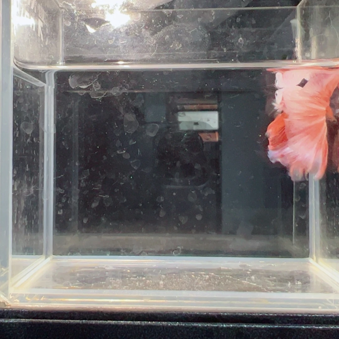 斗鱼浅色仙仙裙特殊尾