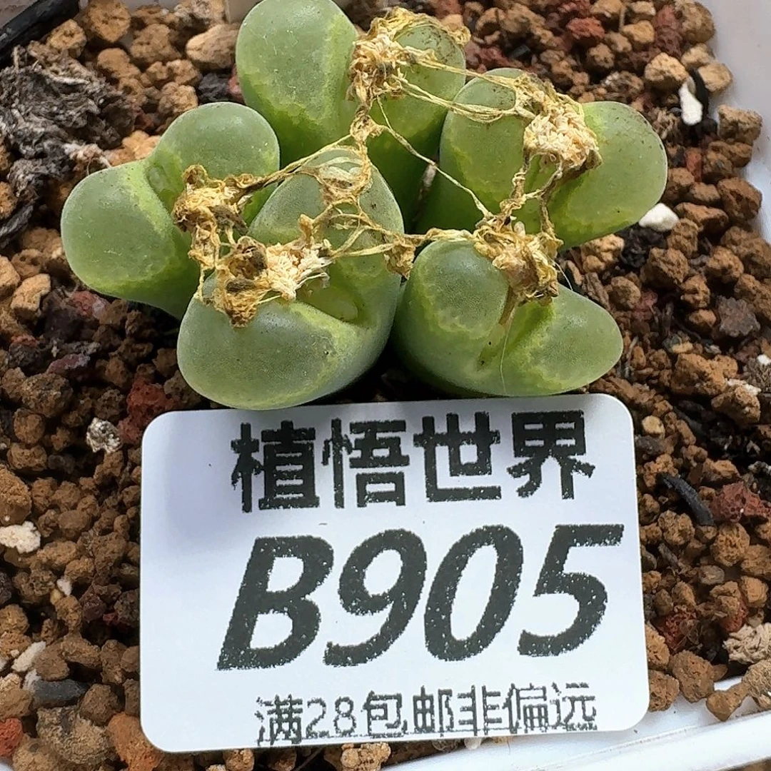 多肉植物的润泽ghjj