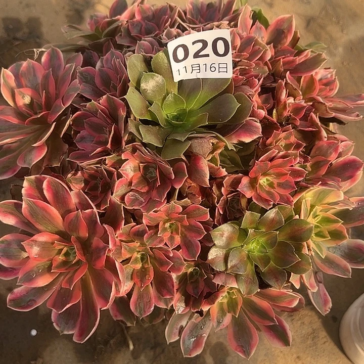 11.16-20女妖多肉植物1